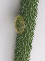 Phleum bertolonii