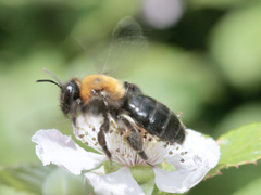 Andrena thoracica