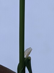 Phleum bertolonii