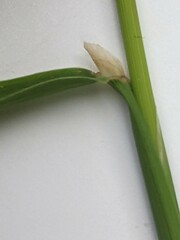 Phleum bertolonii