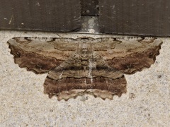 Lytrosis unitaria
