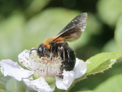 Andrena thoracica