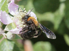 Andrena thoracica