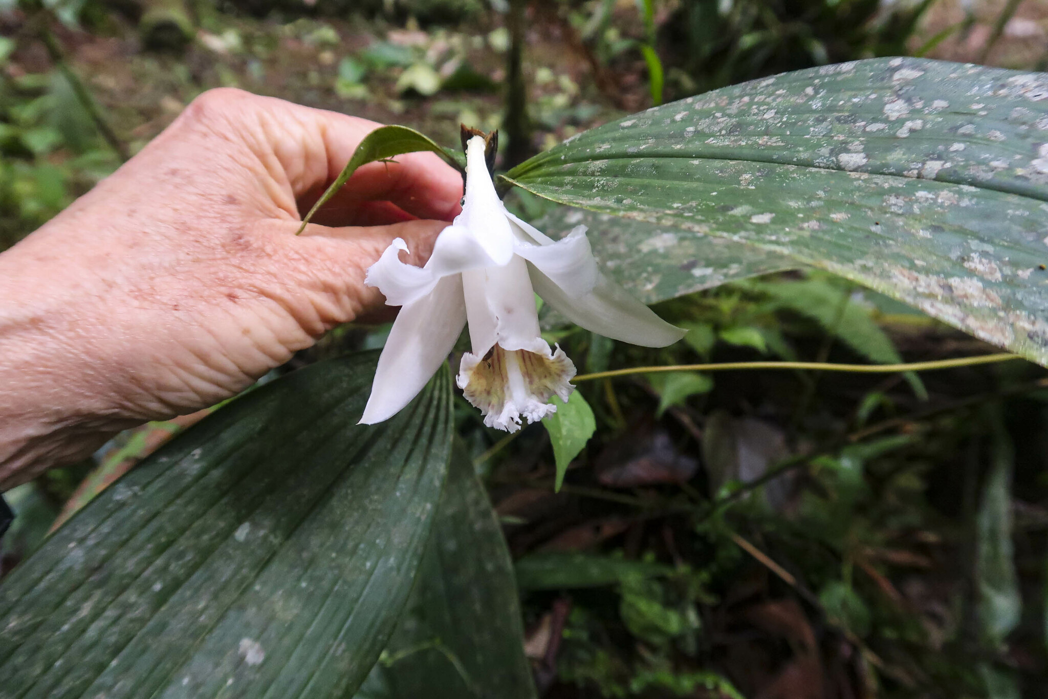 Sobralia klotzscheana image