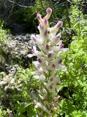 Corydalis caseana