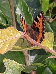 Aglais urticae