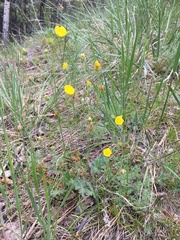 Phragmidium potentillae