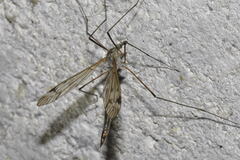 Tipula pseudovariipennis