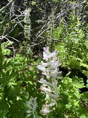 Corydalis caseana
