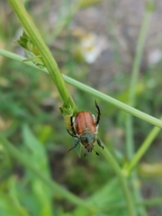Anisoplia austriaca