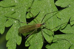 Limonia phragmitidis