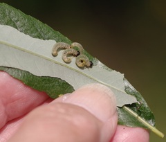 Pristiphora conjugata