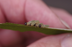 Pristiphora conjugata