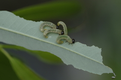 Pristiphora conjugata
