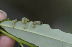 Pristiphora conjugata
