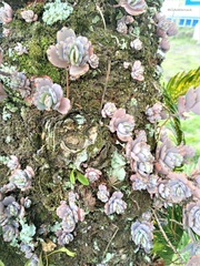 Kalanchoe fedtschenkoi