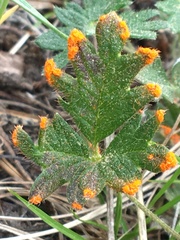 Phragmidium potentillae