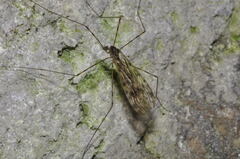 Limonia maculipennis