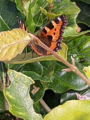 Aglais urticae