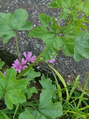 Malva sylvestris