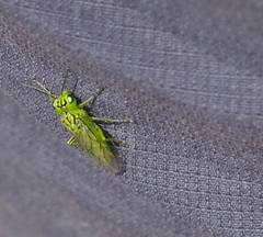 Rhogogaster punctulata