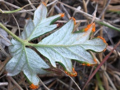 Phragmidium potentillae