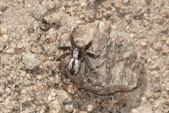 Thanatus sabulosus