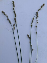 Carex divulsa