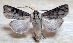 Agrotis obliqua