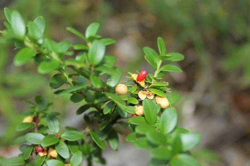 Maytenus disticha (Hook.fil.) Urb.