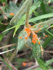 Phragmidium potentillae