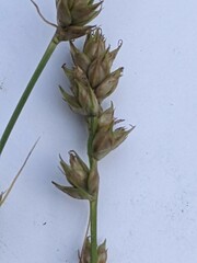 Carex divulsa