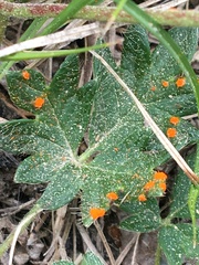 Phragmidium potentillae