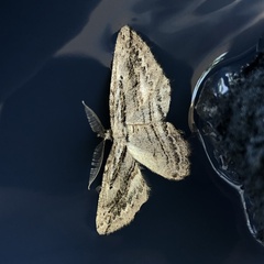 Iridopsis obliquaria