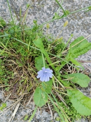 Cichorium intybus