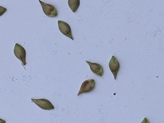 Carex divulsa