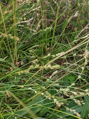 Carex divulsa