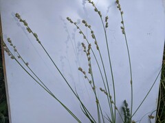 Carex divulsa