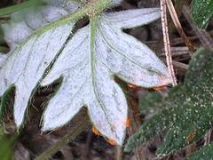 Phragmidium potentillae