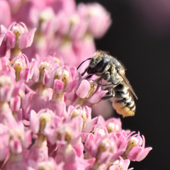 Megachile texana