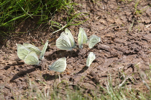 Green-veined White, 9466 Gasteren, Nederland, photo 9 of 10