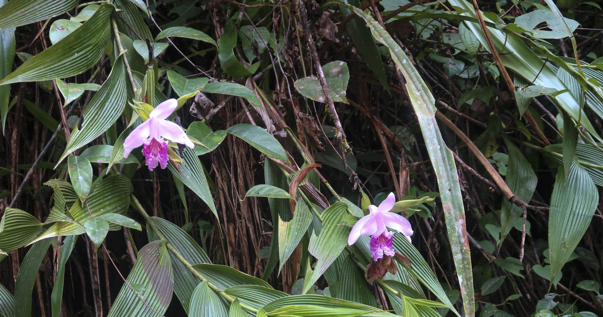 Sobralia rosea image