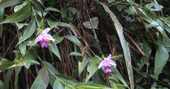 Sobralia rosea