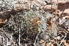 Echinofossulocactus ochoterenaus