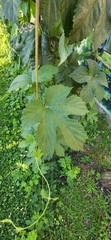 Humulus lupulus
