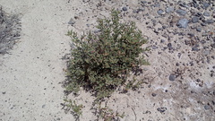 Allenrolfea occidentalis