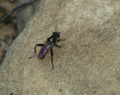 Xylota bicolor