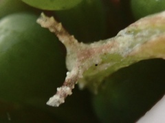 Elysia subornata