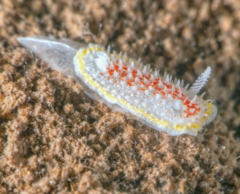 Diaphorodoris luteocincta
