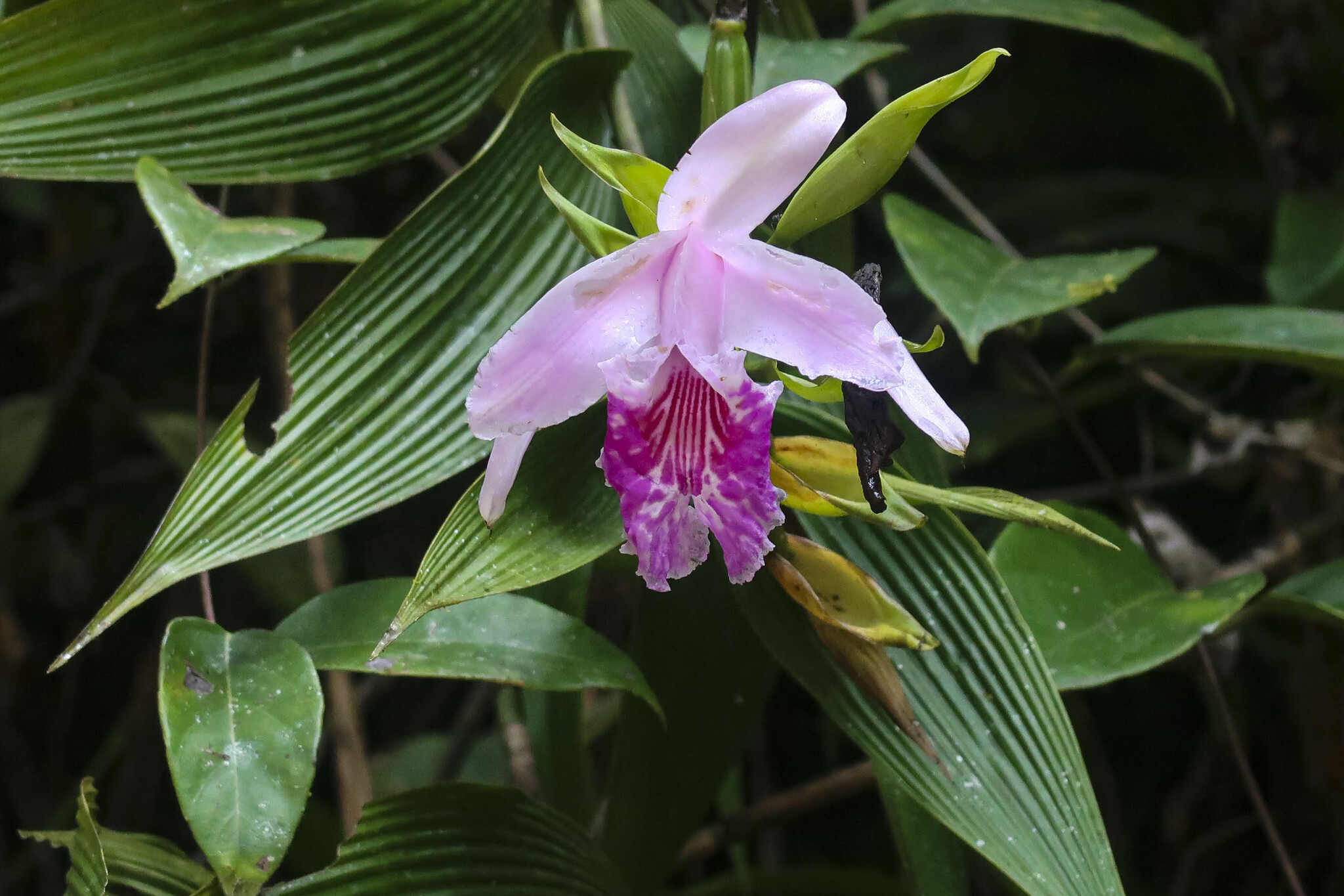 Sobralia rosea image